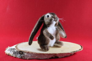 Hangoor konijn bruin-wit