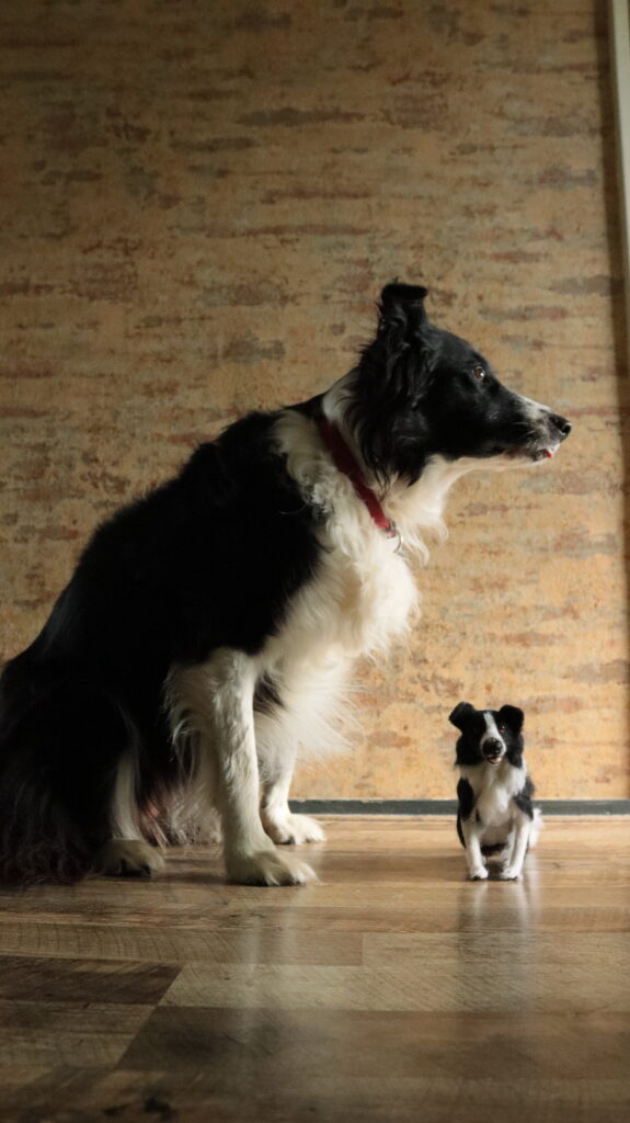 Bordercollie met replica